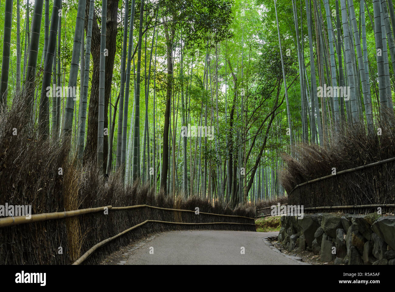 Arashiyama bamboo forest in Kyoto, Japan Stock Photo - Alamy
