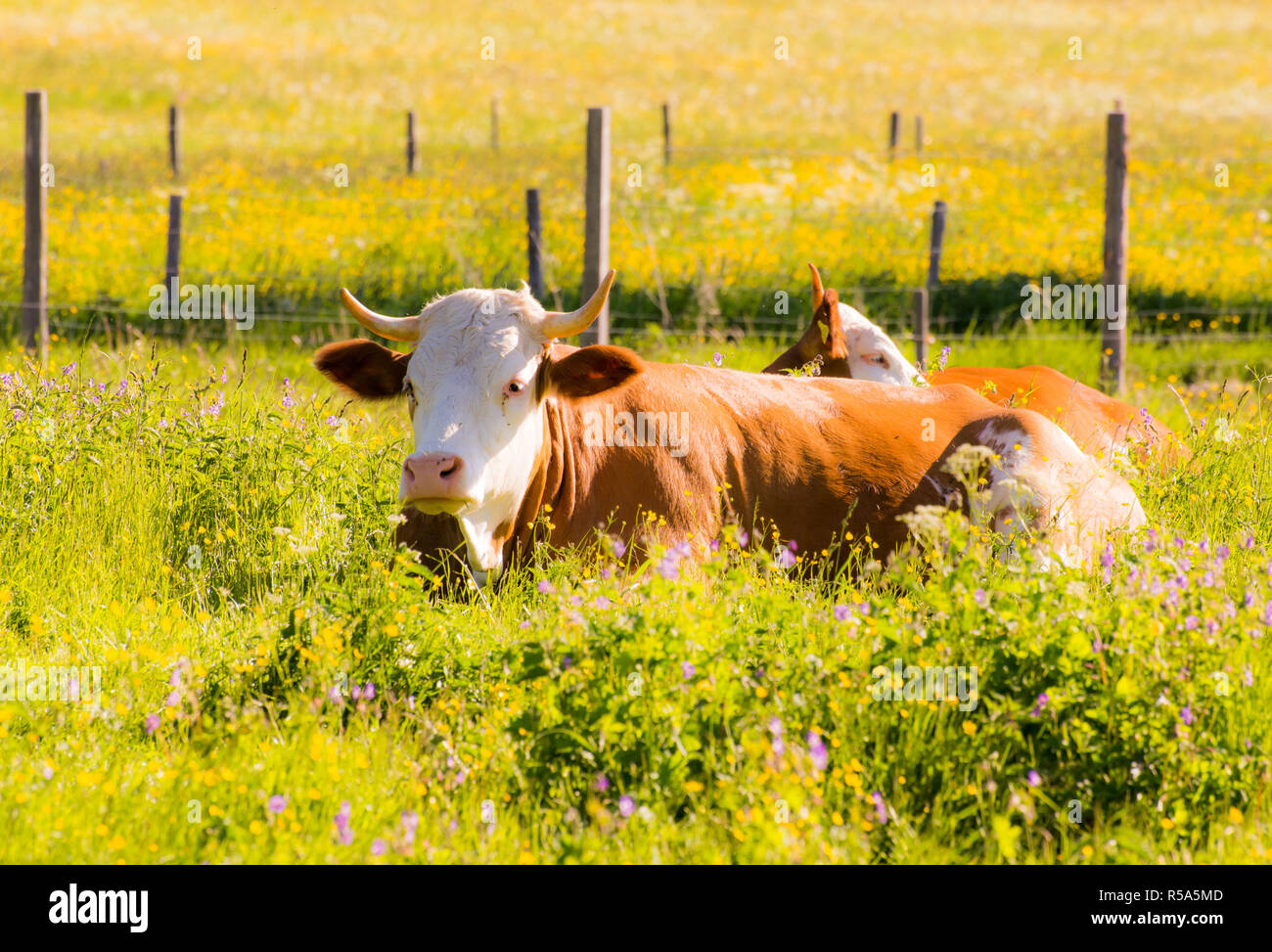 Organic farming wiht happy cows Stock Photo