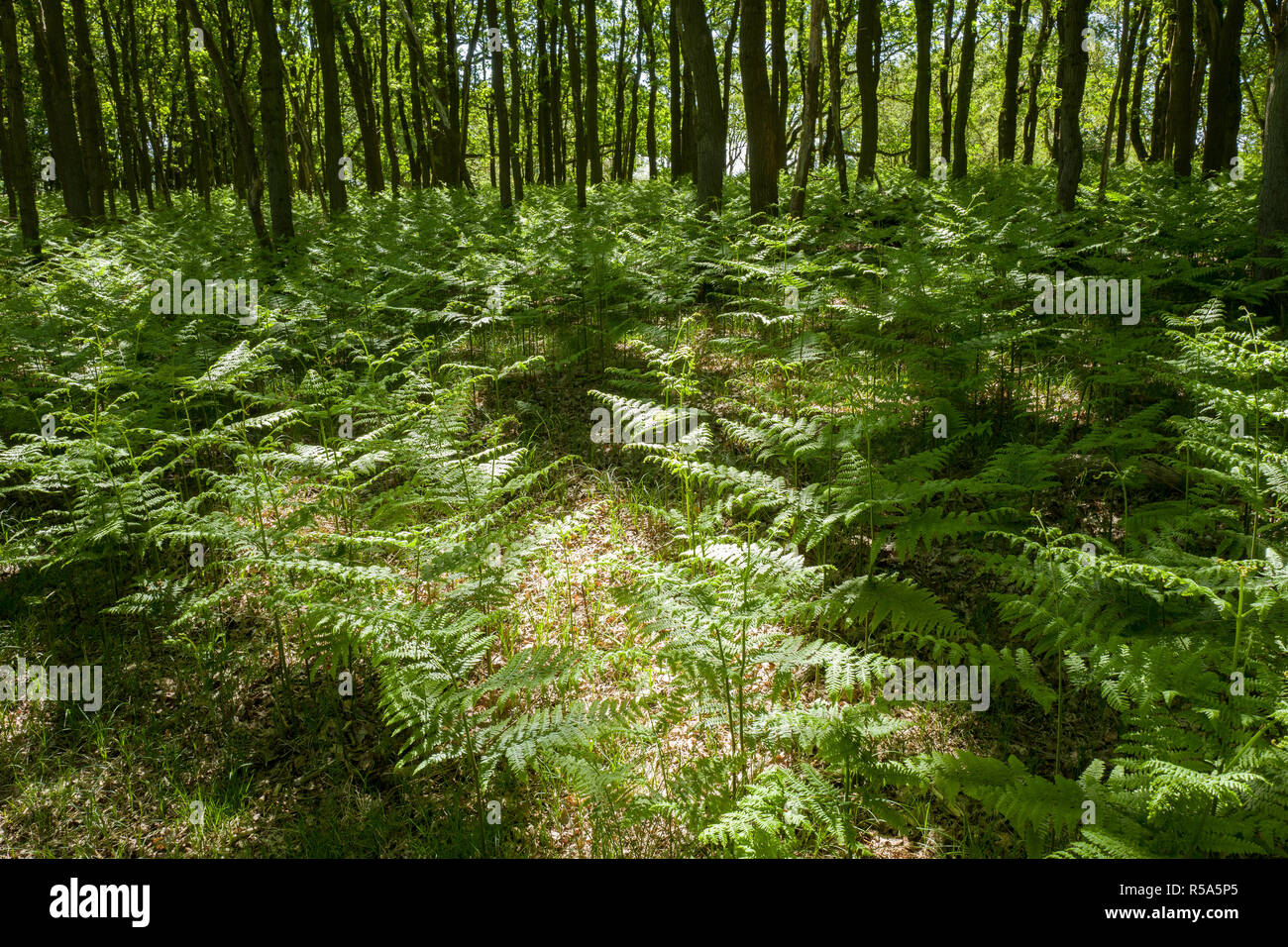Forest with oak trees and ferns. Stock Photo