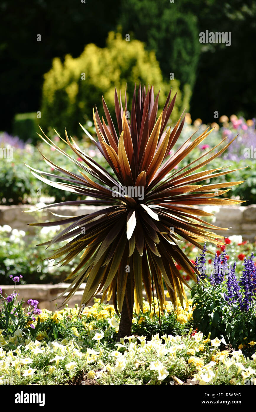 colorful garden bed with ornamental palm Stock Photo