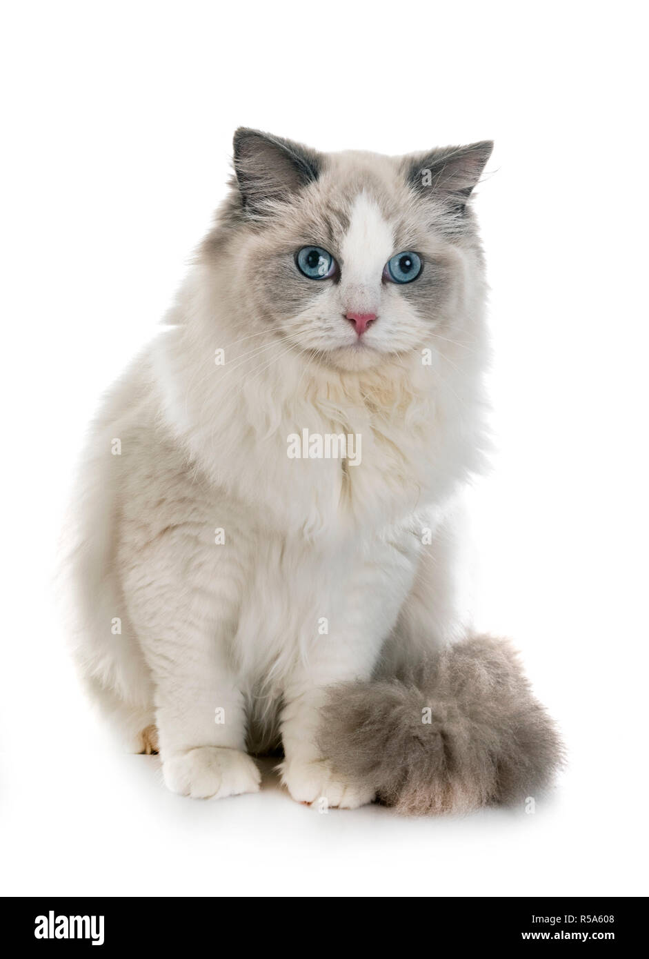 ragdoll cat in front of white background Stock Photo - Alamy