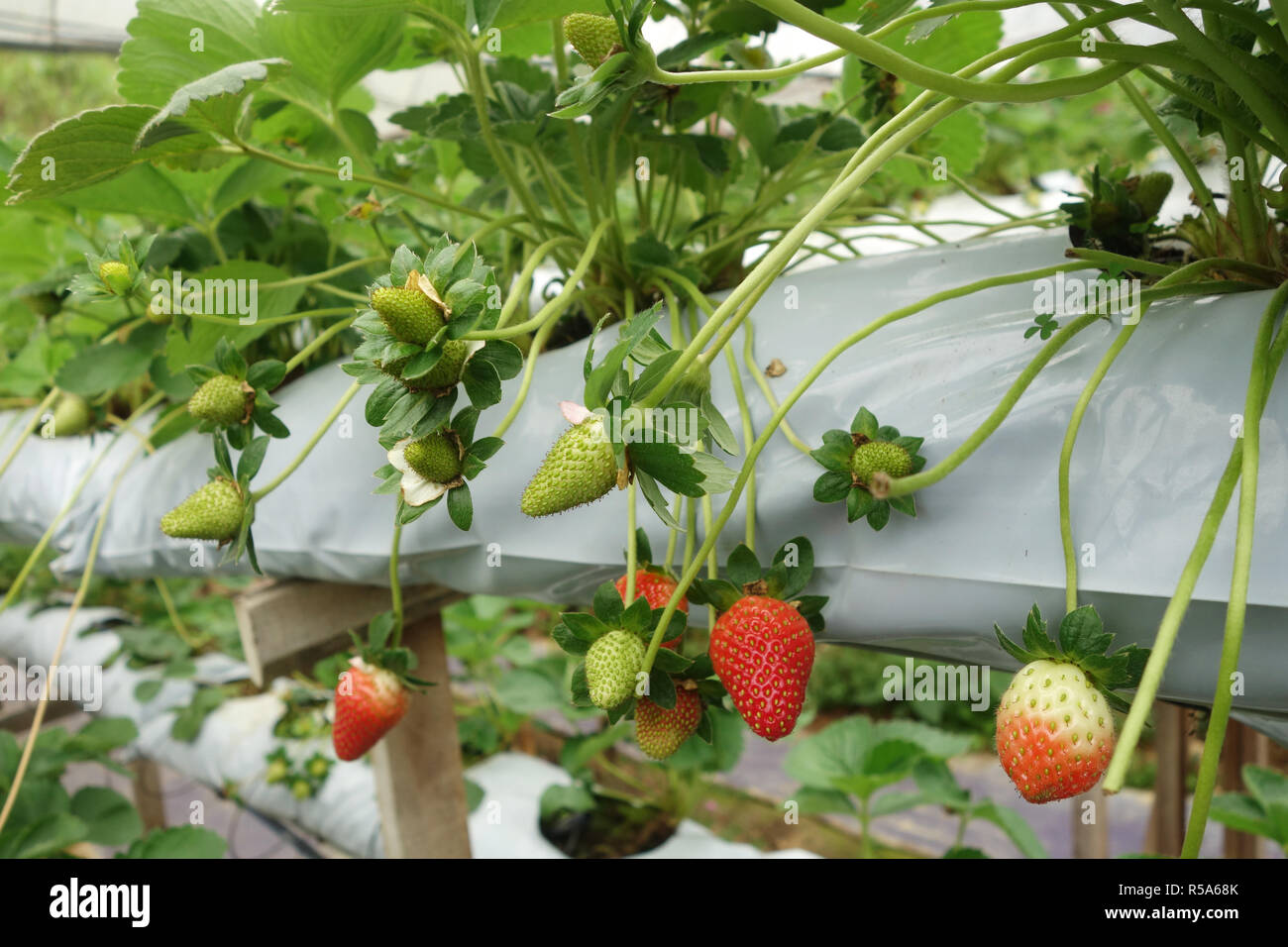 Fresh strawberries that are grown in greenhouses Stock Photo - Alamy