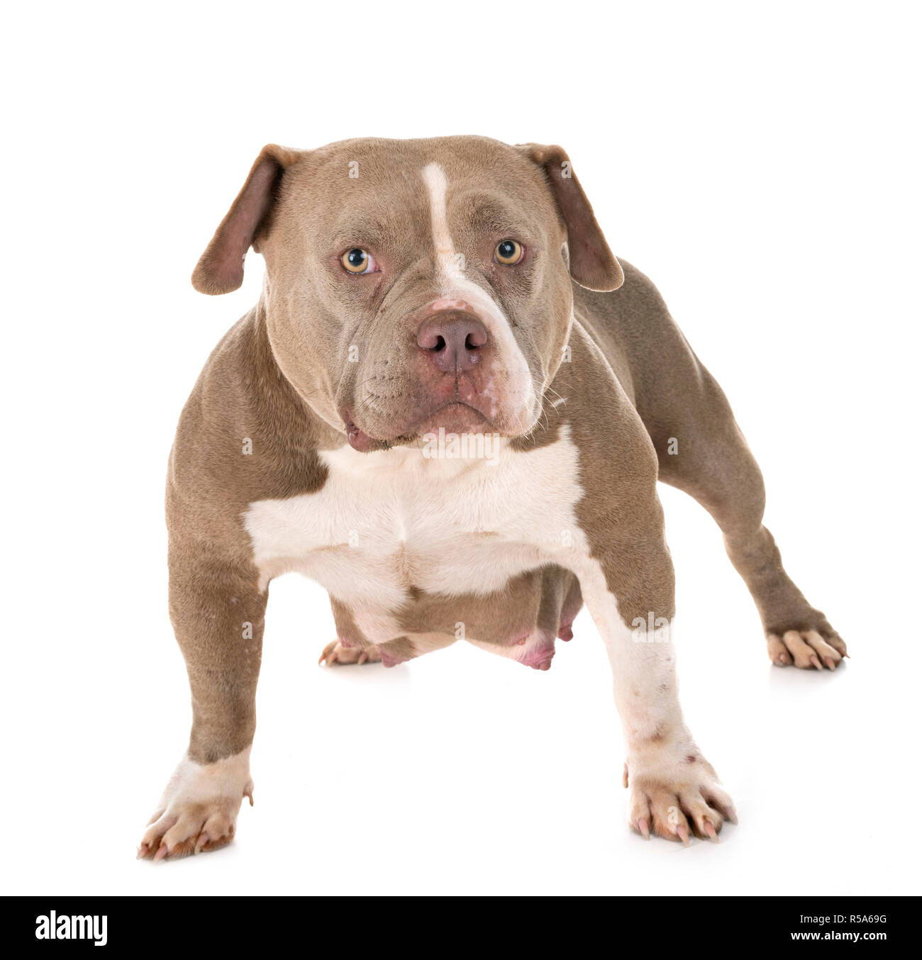 pregnant american bully in front of white background Stock Photo Alamy
