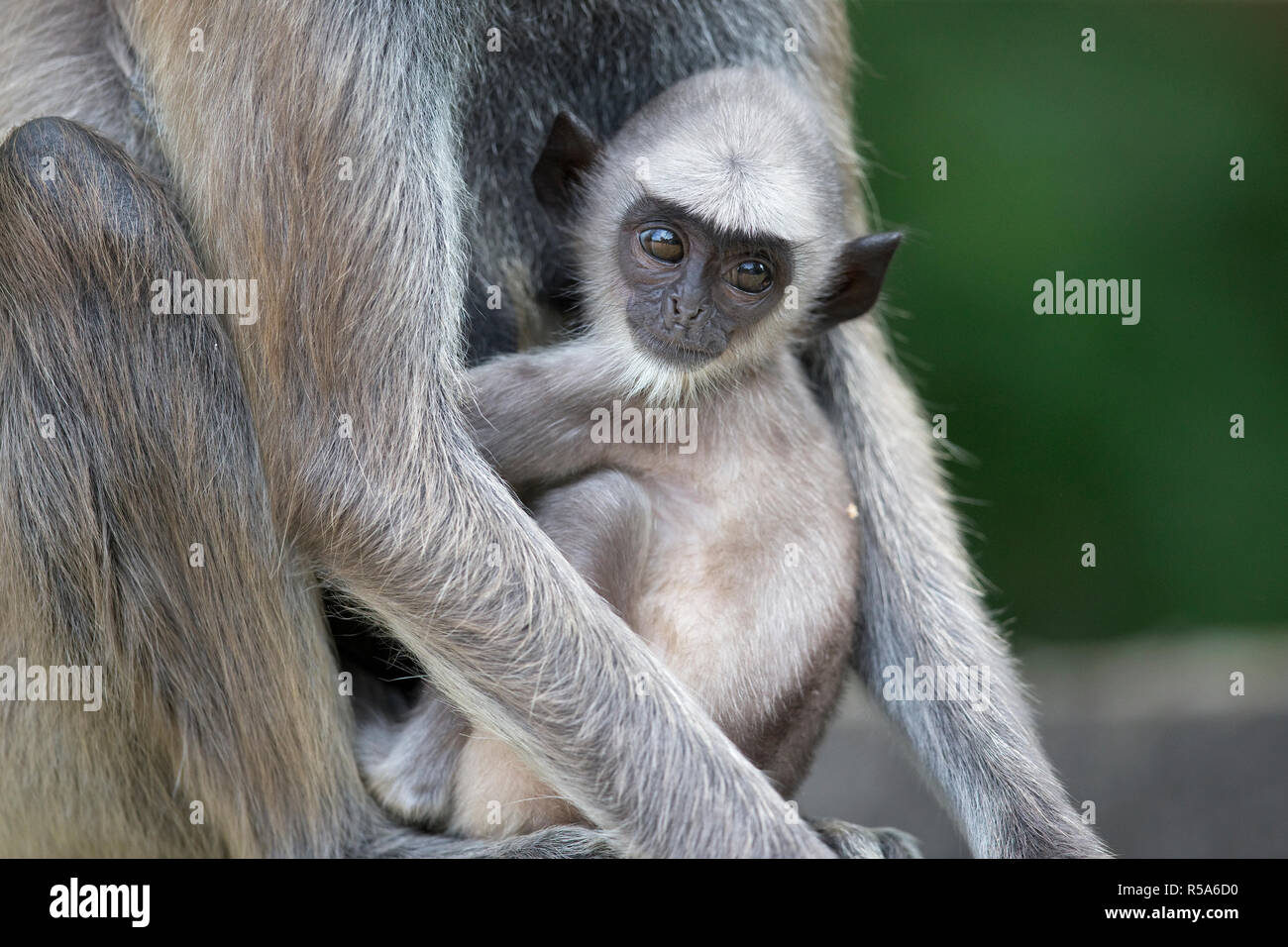 ATY LANGUR PARENT WINDOWS XP DRIVER DOWNLOAD ATY LANGUR PARENT DRIVERS (2019)