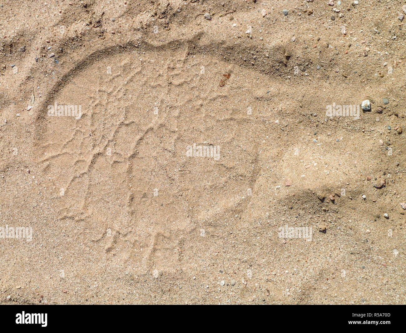 Elephant footprint hi-res stock photography and images - Alamy