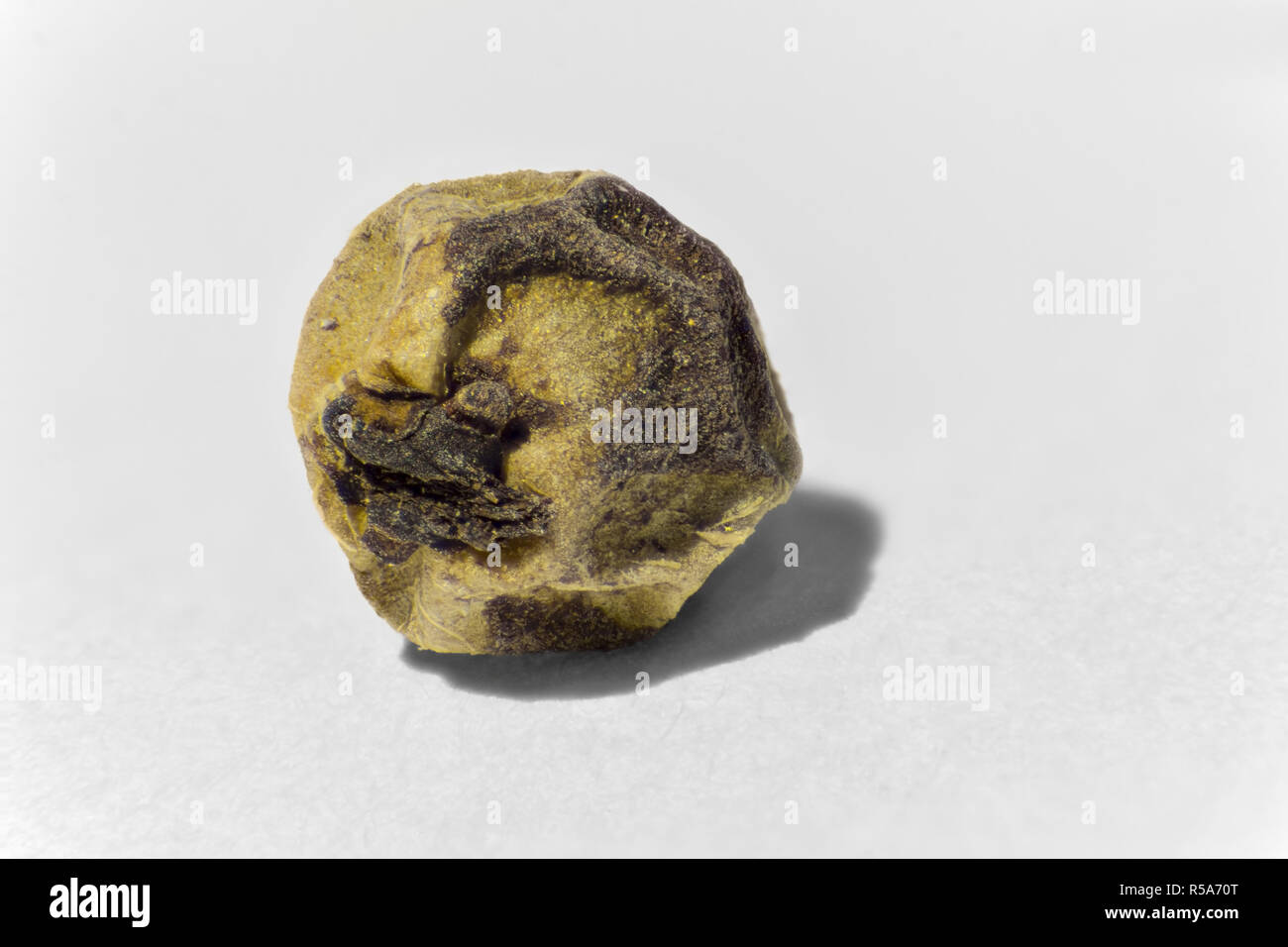 Corn kernel section hires stock photography and images Alamy