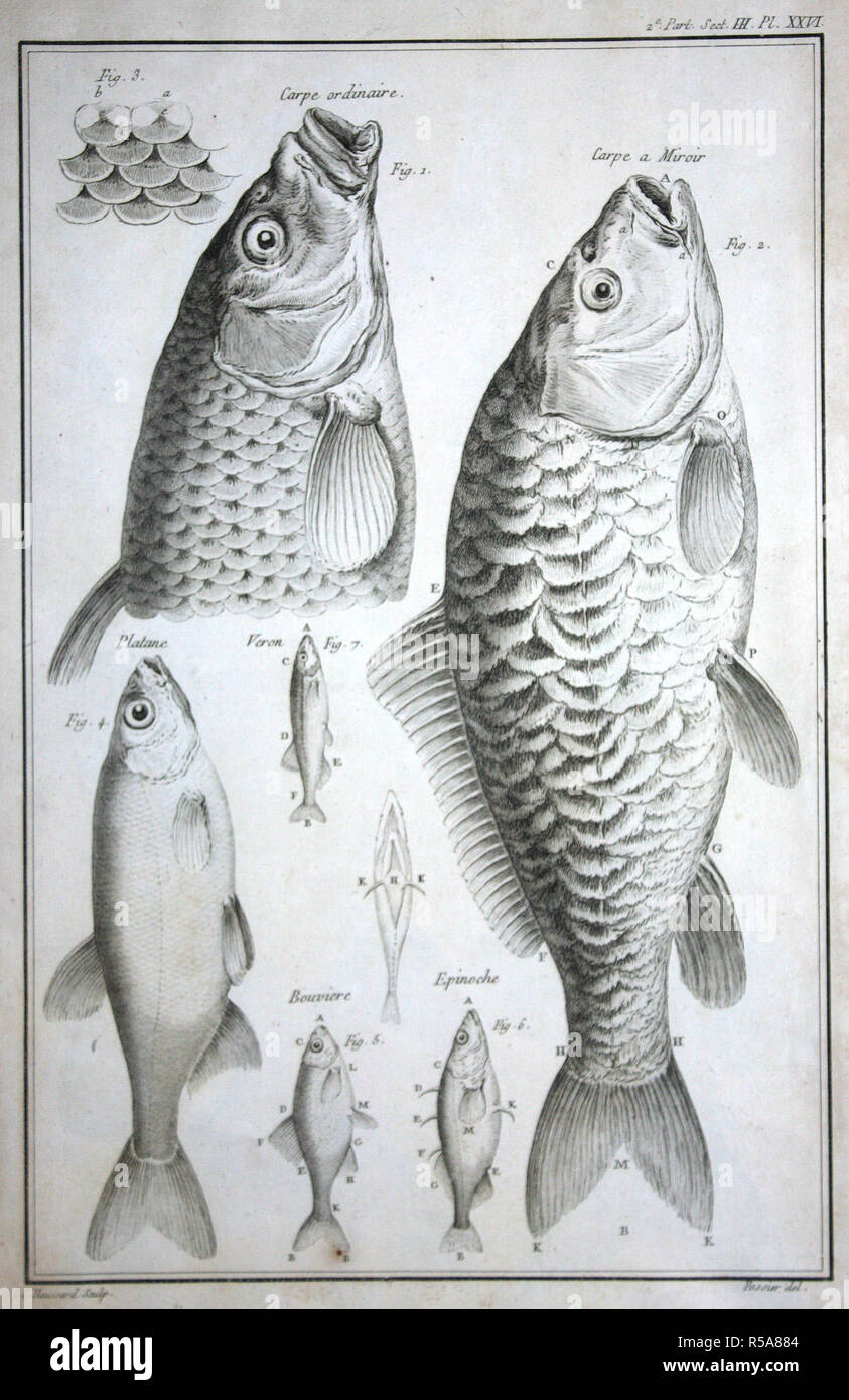 Figure 1 is an ordinary Carp / Fig. 2 is a so-called mirror carp, which differs from the preceding only in the form of the scales, which are very brilliant, being brown on the side where they are covered by the others, and almost white on the opposite side. / Figure 3 is intended to show how the scales overlap each other. / Figure 4 is possibly a young Bremma or Bream, and which seems to have much resemblance to the Fish that Belon calls Platane. / Fig. 5 Bouvière, a very small fish, which is very like carp. / Fig. 6, the Epinoche; some call him Savetier; he is charged with barbs. / Fig. 7 the Stock Photo