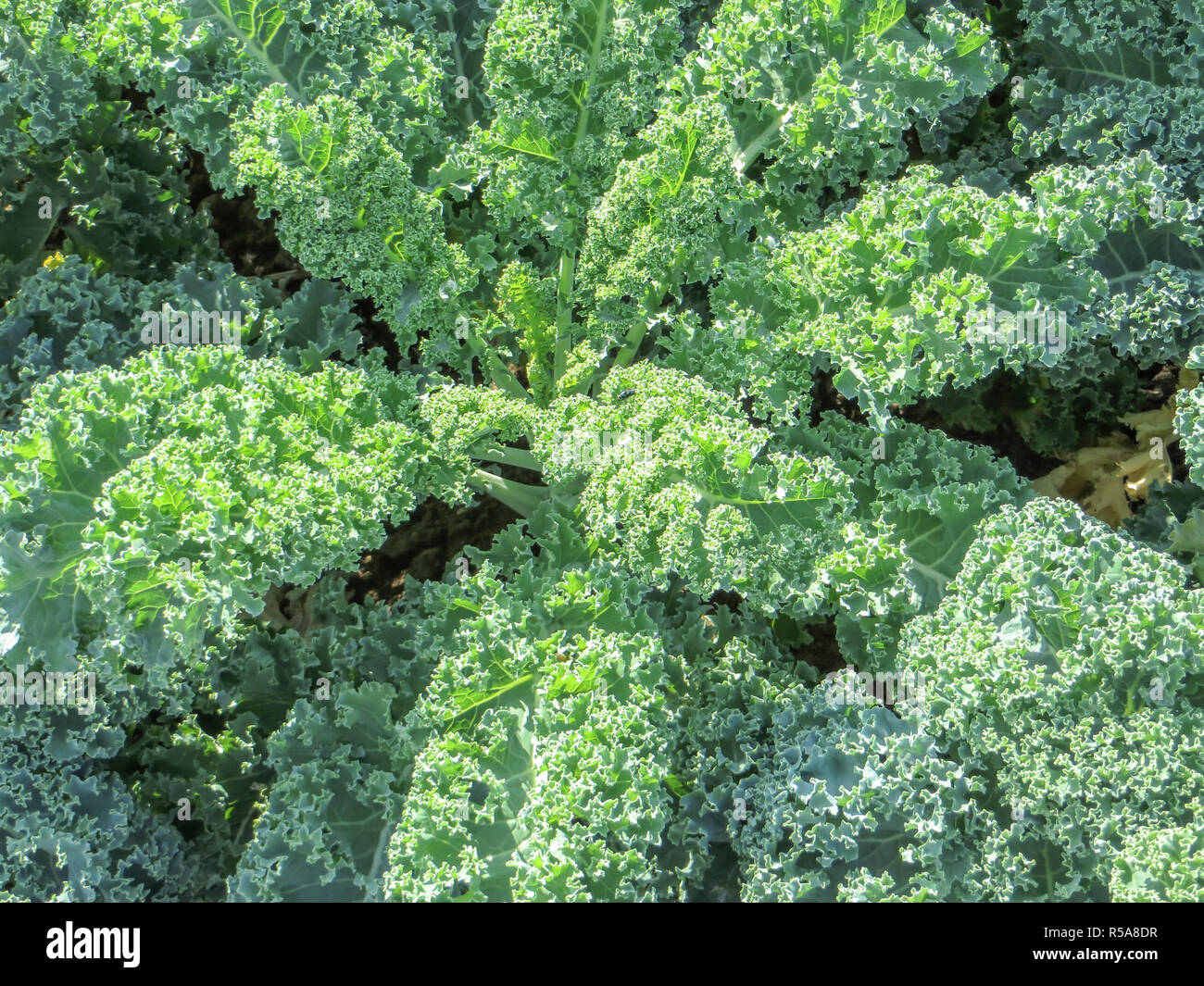 cabbage plants closeup Stock Photo - Alamy