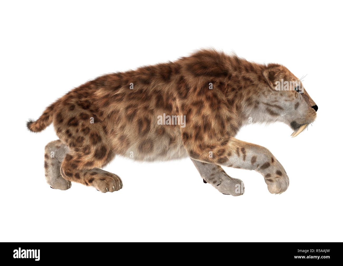Saber tooth tiger hunting hi-res stock photography and images - Alamy
