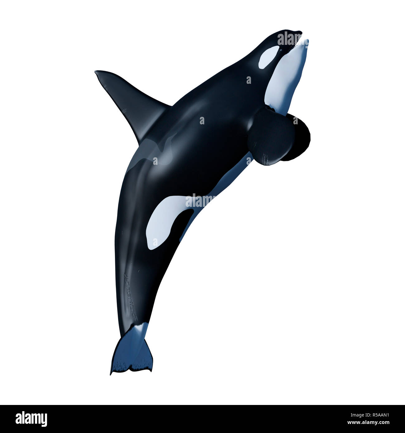 3D Rendering Orca Killer Whale on White Stock Photo - Alamy