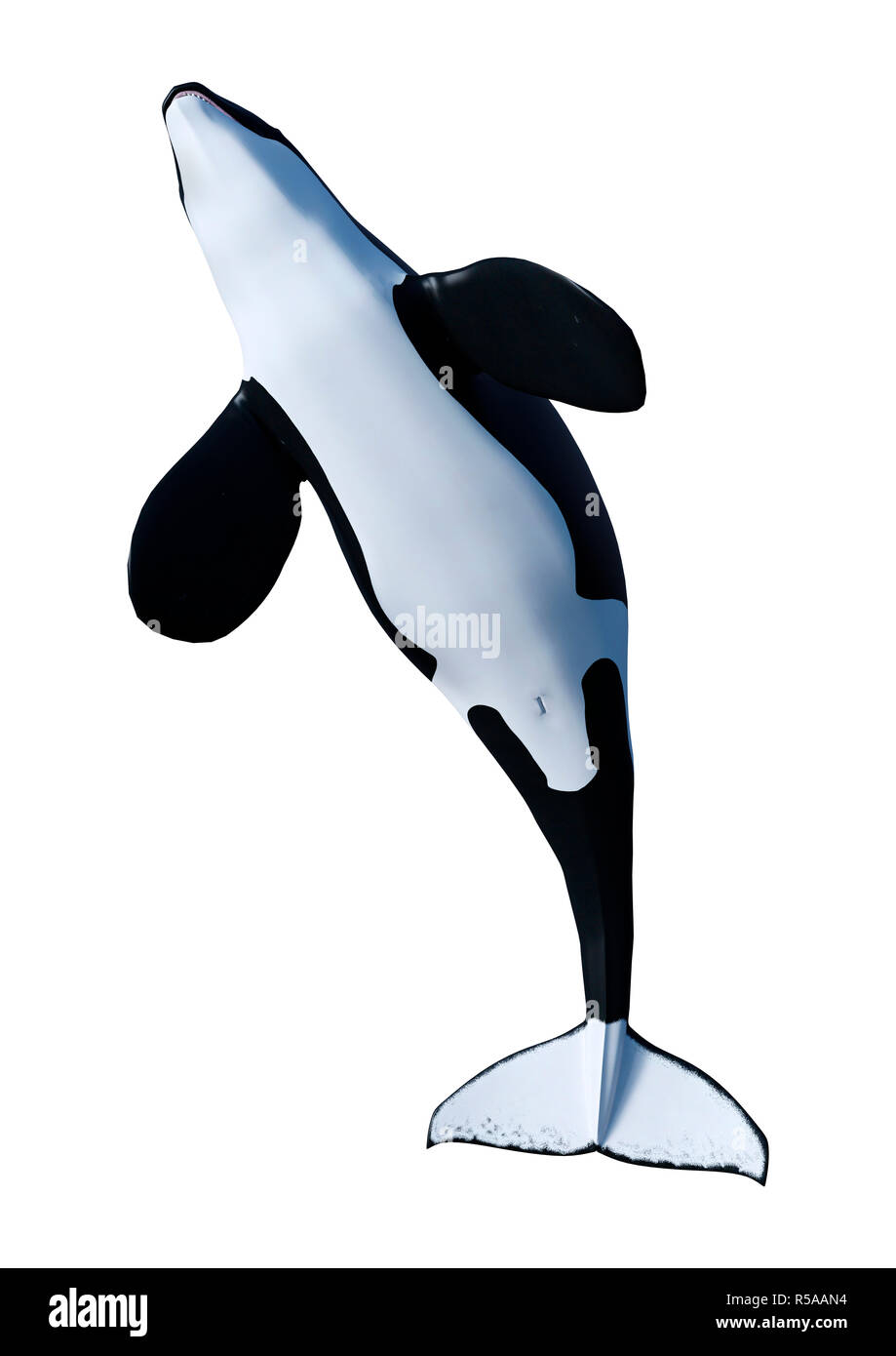 3D Rendering Orca Killer Whale on White Stock Photo - Alamy