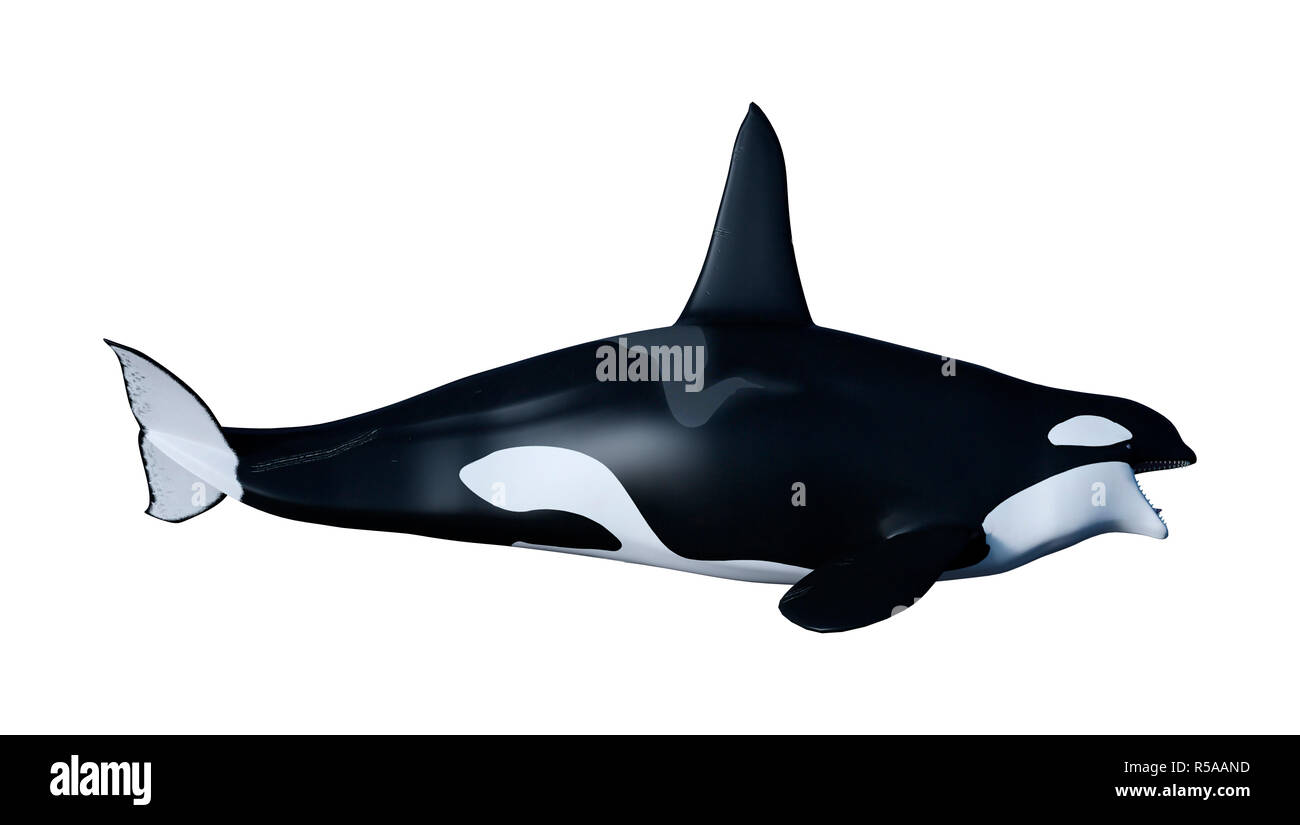 3D Rendering Orca Killer Whale on White Stock Photo - Alamy
