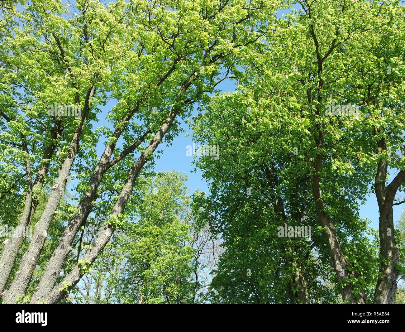 chestnut trees in the spring Stock Photo