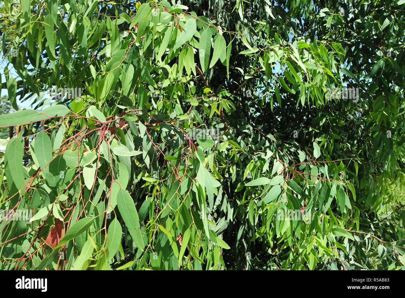 eucalyptus leaves Stock Photo Alamy