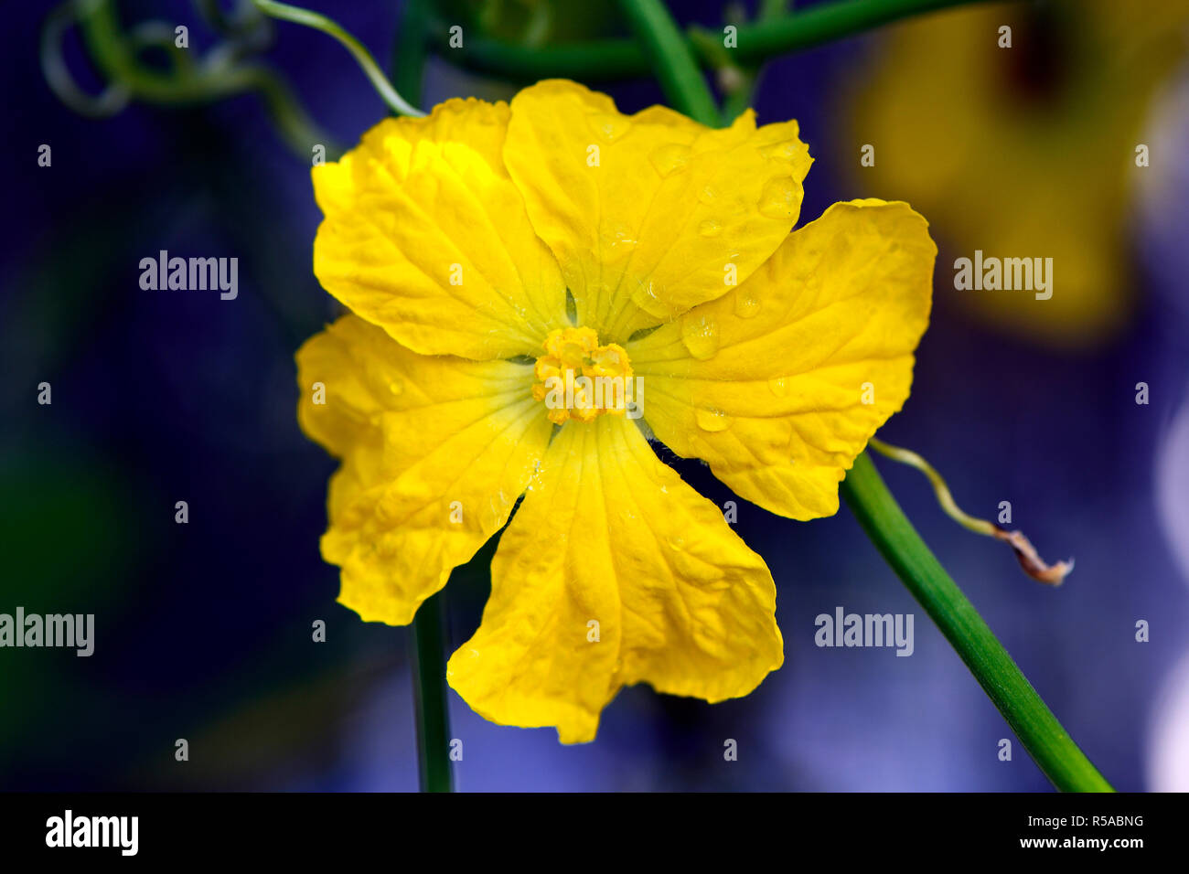 Yellow flower of telegraph plant (Desmodium motorium), Germany Stock Photo