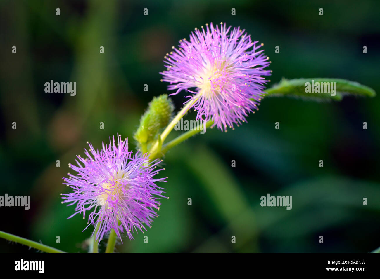 Flowers of sensitive plant (Mimosa pudica), Brazil Stock Photo