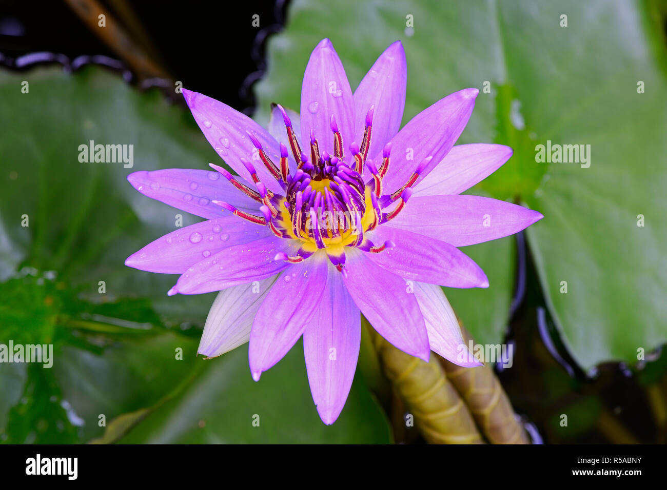 Purple lotus (Nymphea stellata), Germany Stock Photo