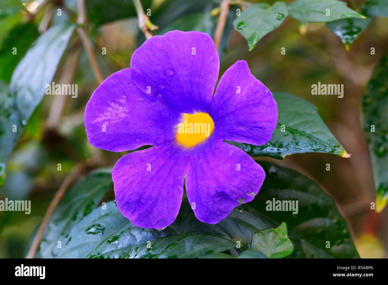 Bush Clockvine (Thunbergia errecta), Occurrence West Africa, Germany Stock Photo