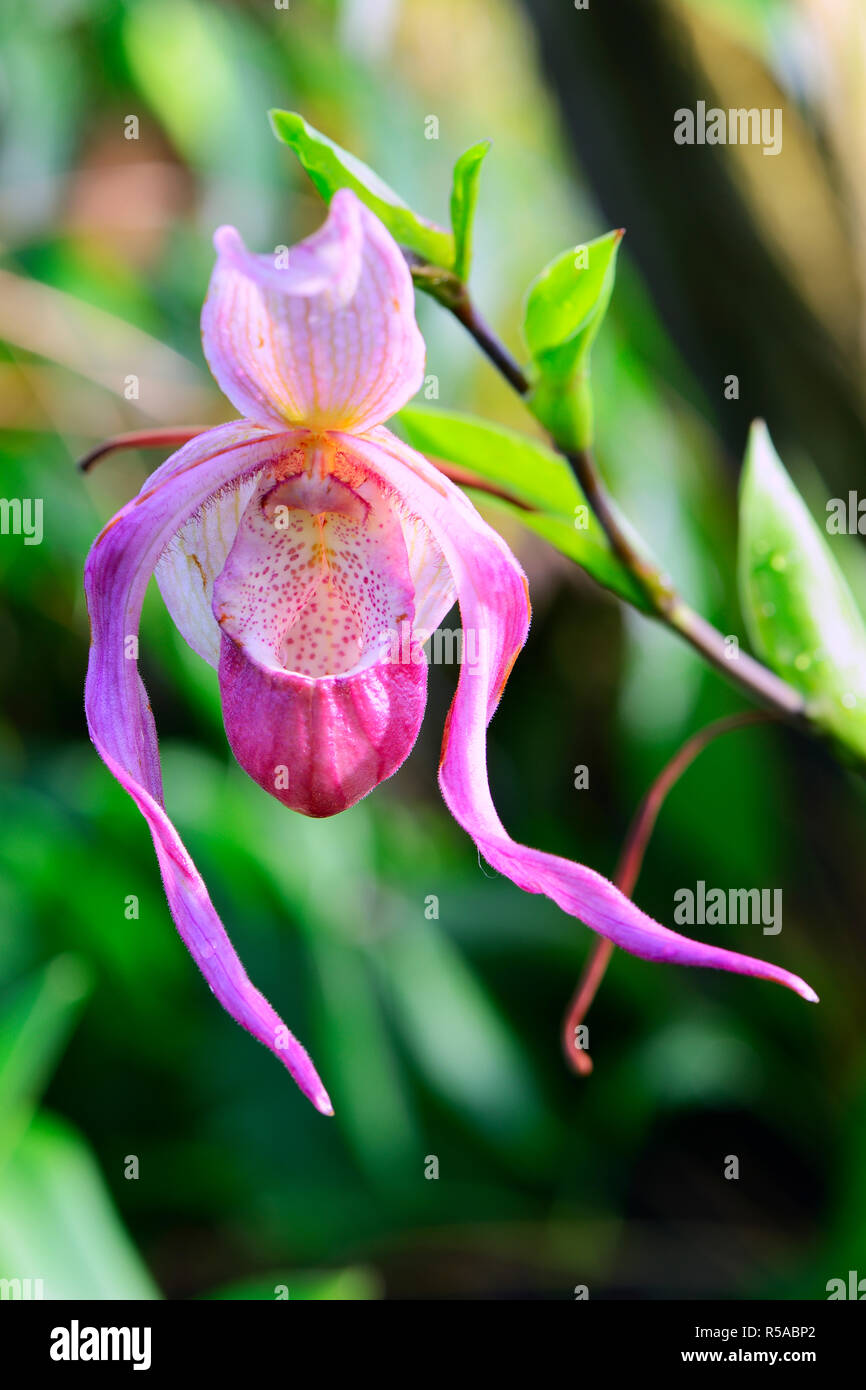 Pink Orchid (Phragmipedium hartwegii), Occurrence South America, Germany Stock Photo