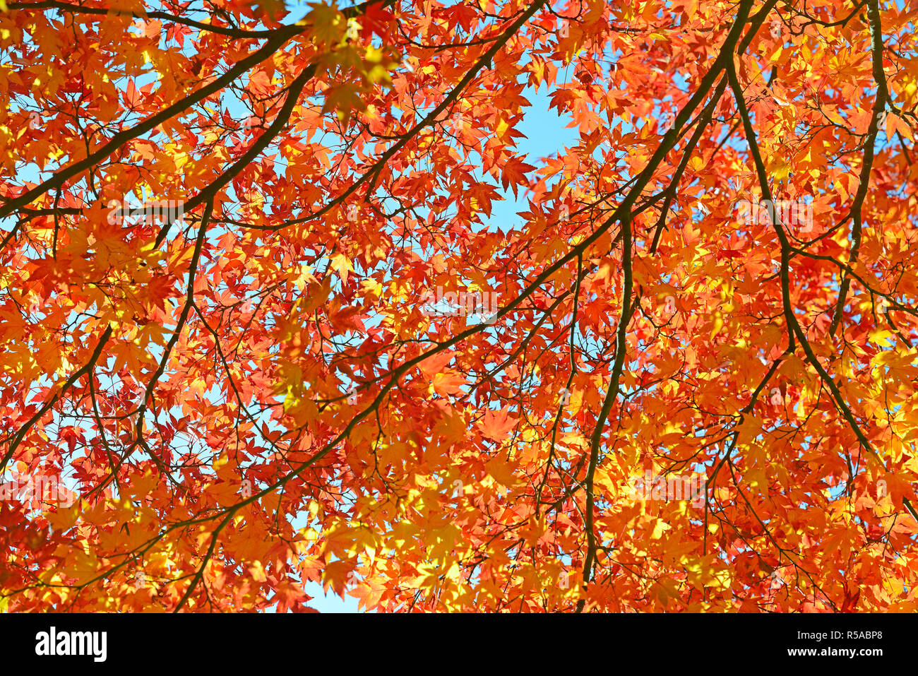 Autumnally discoloured red leaves, Japanese maple (Acer rubrum) backlit, Germany Stock Photo