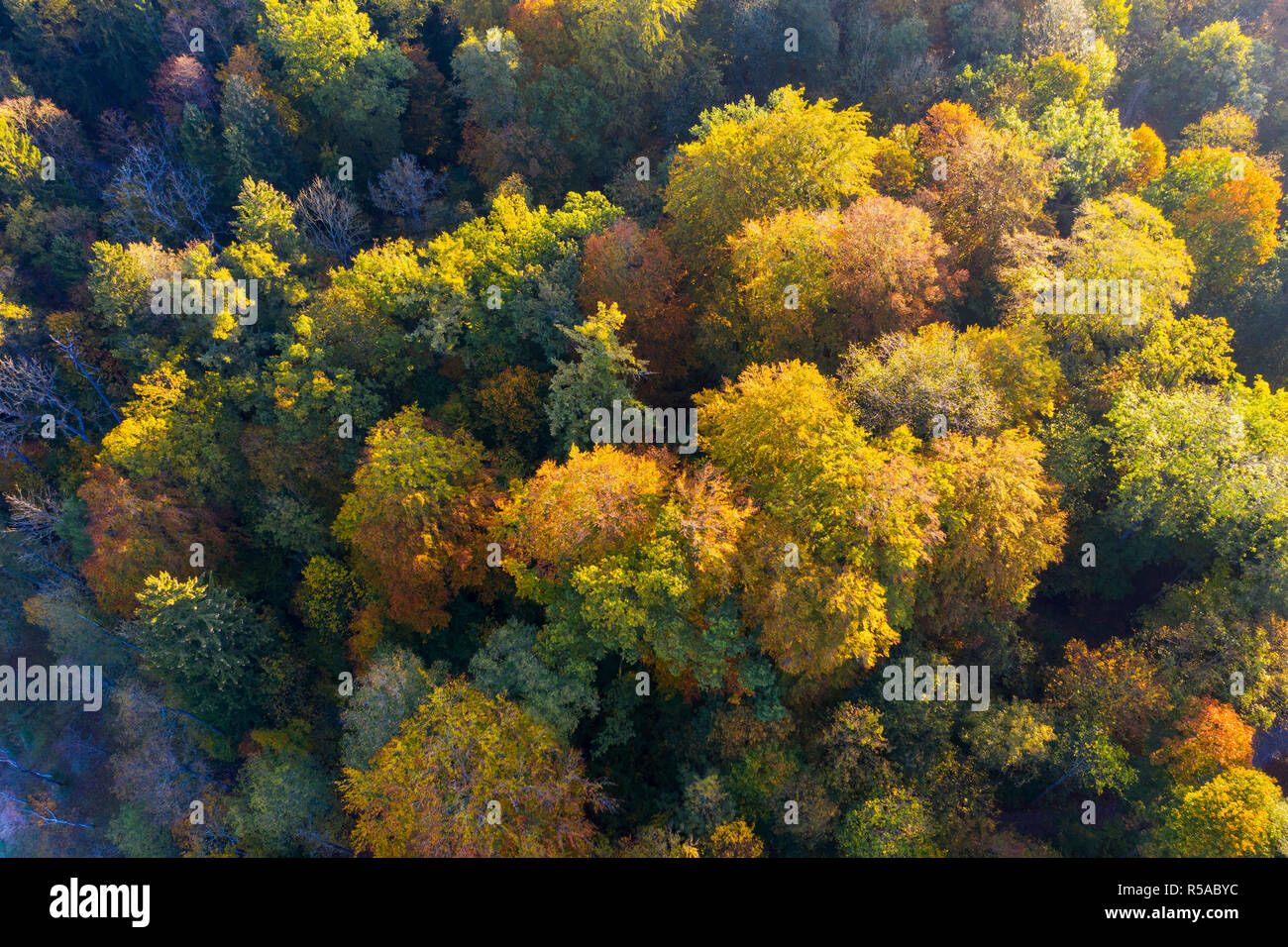 Autumnal deciduous forest, drone shot, Upper Bavaria, Bavaria, Germany Stock Photo