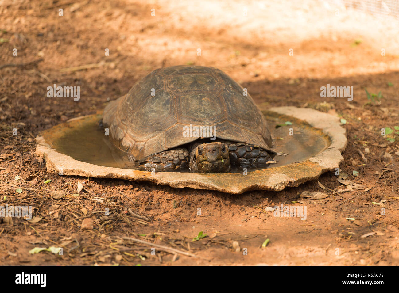 Turtle is sleeping on the floor Stock Photo Alamy