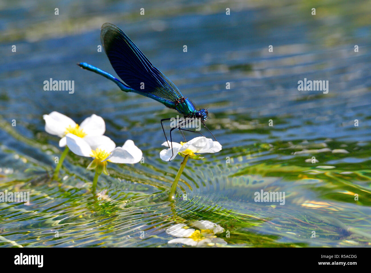 banded demoiselle on the common tap Stock Photo - Alamy