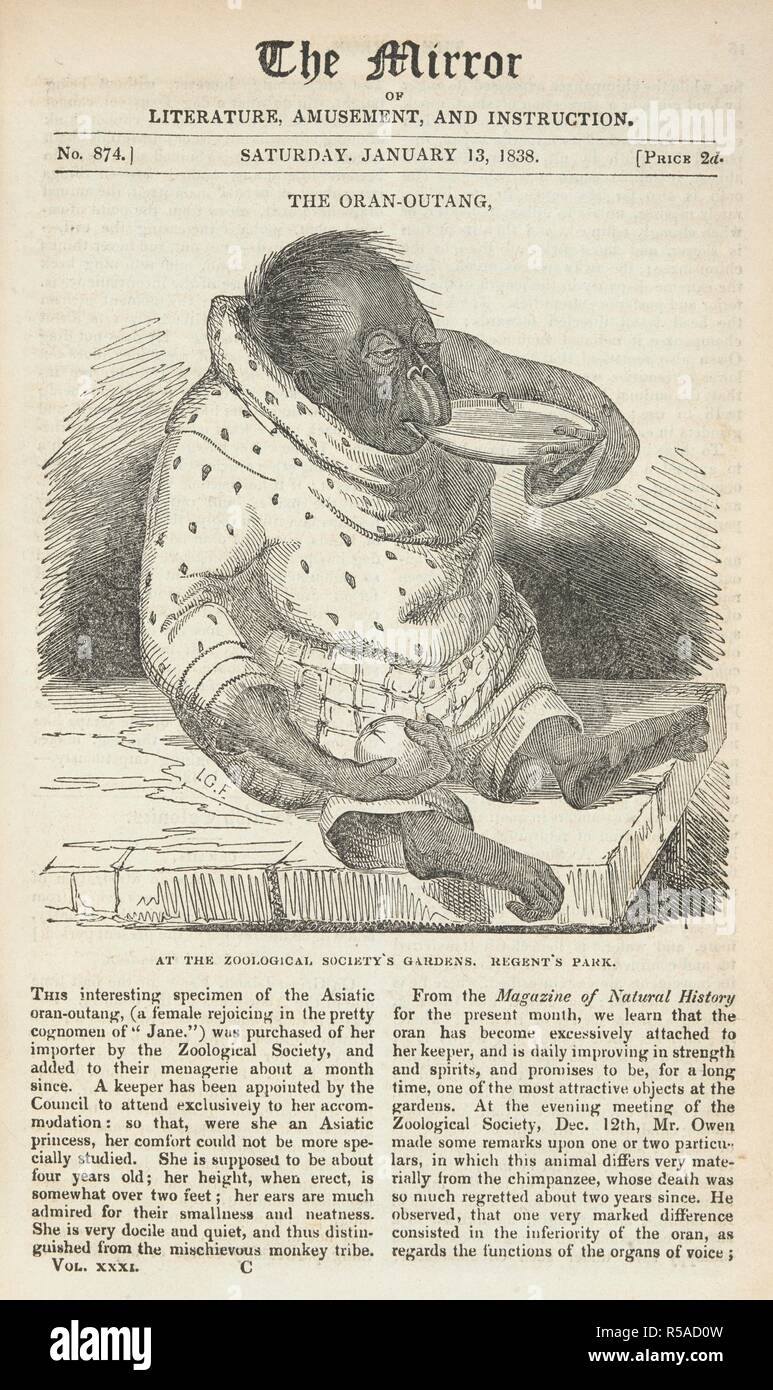 'The Oran-Outang. At the Zoological society's gardens. Regent's park. A female orang-utang given the name 'Jane'. The Mirror of Literature, Amusement and Instruction. London, January 13 1838. Source: P.P.5681 volume xxxi, opposite p.16. Stock Photo