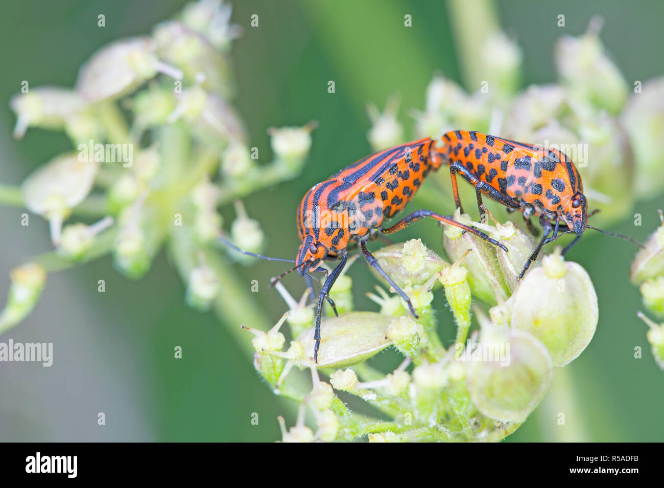 striped bug mating Stock Photo - Alamy