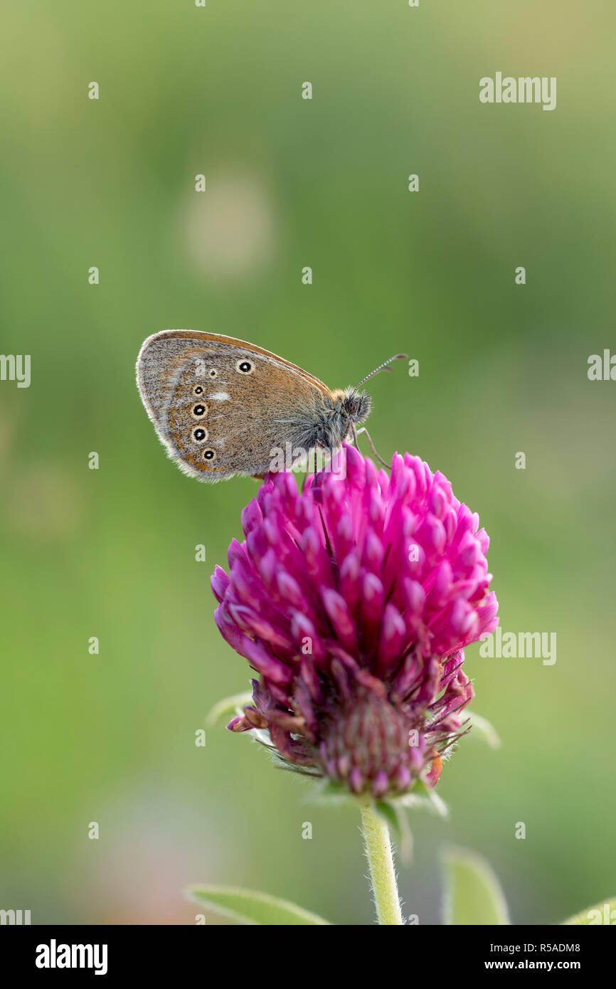Chestnut Heath Butterfly; Coenonympha glycerion Single on Flower Hungary Stock Photo
