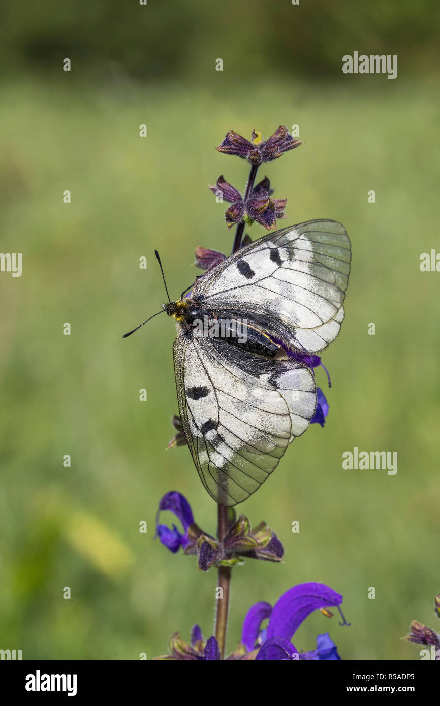 Clouded Apollo Butterfly; Parnassius mnemosyne Single on Flower Hungary Stock Photo