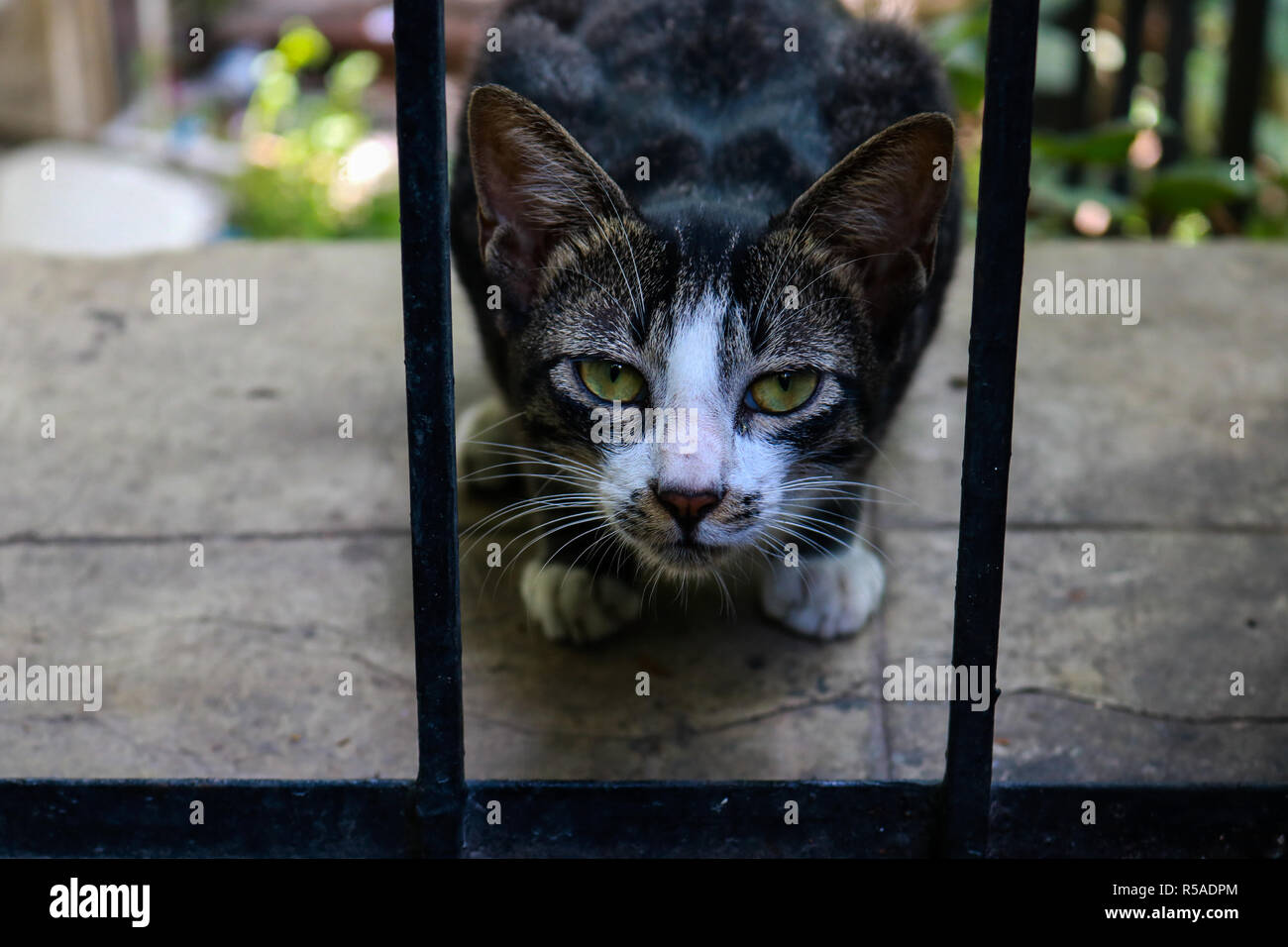 Cat escaping the cage Pune India Stock Photo Alamy
