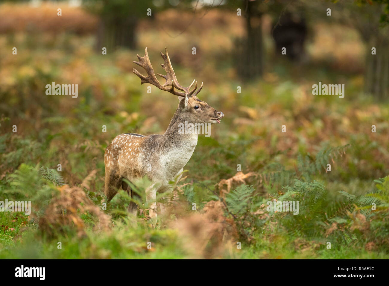 Fallow Deer; Dama dama Single Buck; Tasting the air London; UK Stock Photo