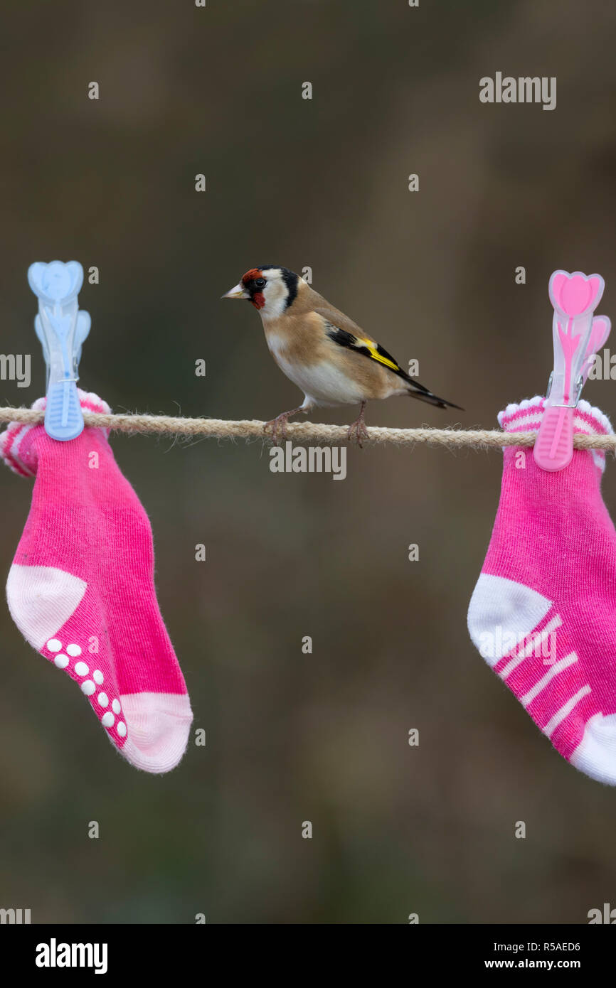 Goldfinch; Carduelis carduelis Single; on Washing Line Cornwall; UK Stock Photo