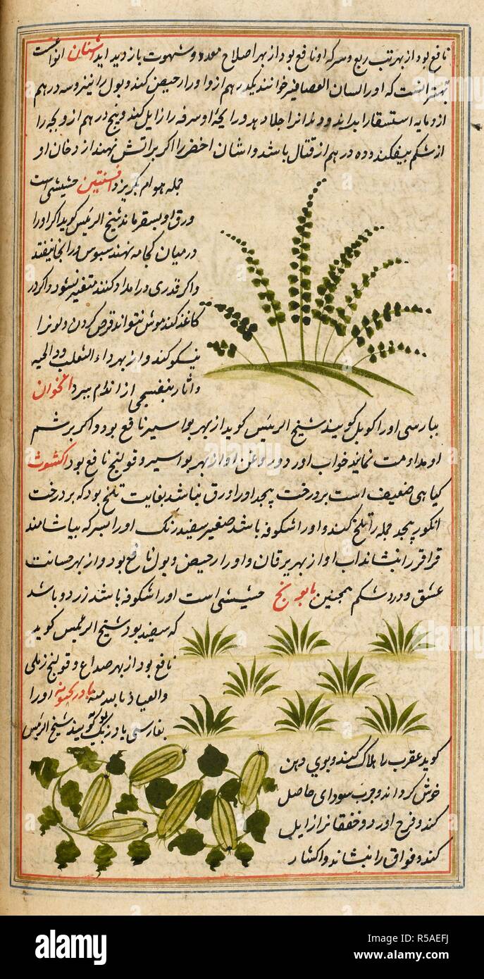 Several plants and accompanying text. Aja'ib-almakhlukat wa ghara'ib  almaujudat. This is an undated translation from Arabic into Persian of the  first part of 'Aja'ib-almakhlukat wa ghara'ib almaujudat' by the thirteenth  century sage