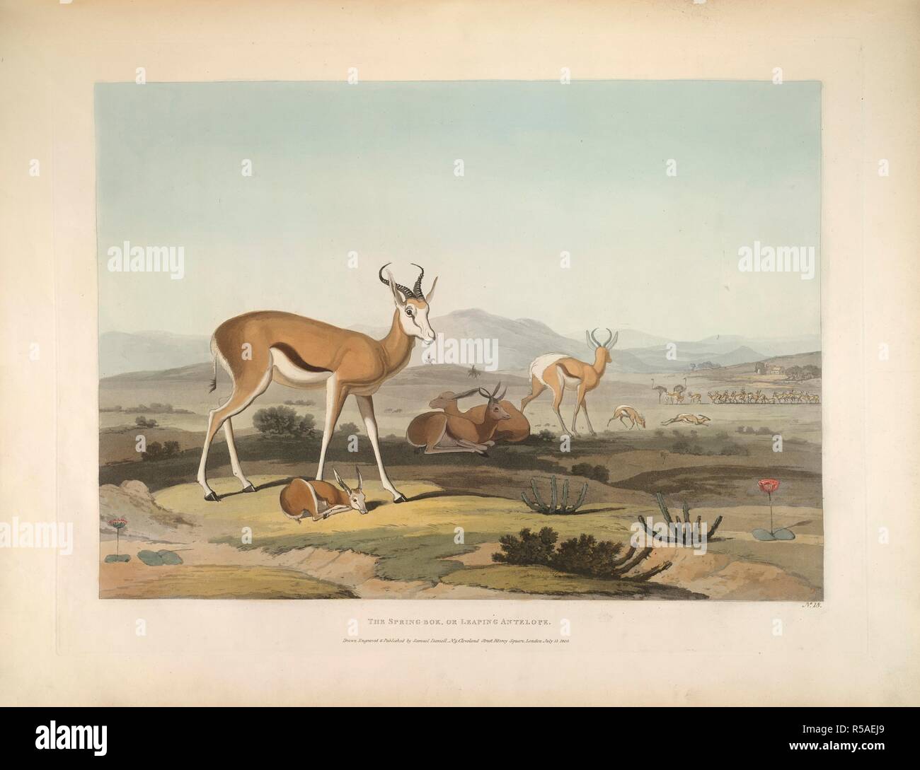 The Spring-bok or Leaping Antilope. A collection of plates illustrative of  African scenery and animals, with descriptive letterpress. Samuel Daniell:  London; 1804. Source:  part 2, 18. Language: English Stock Photo -  Alamy