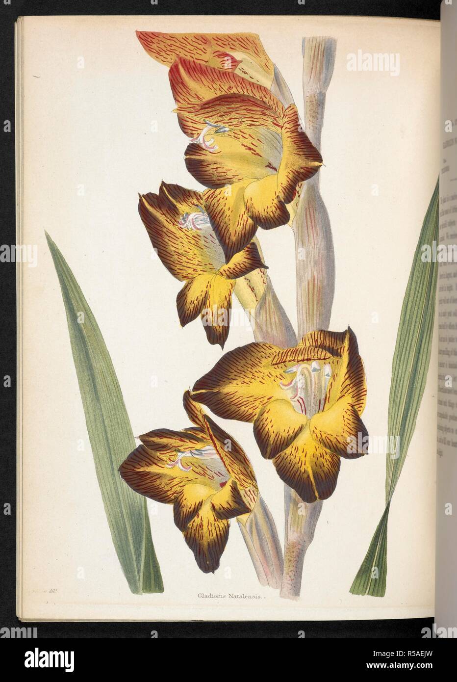 Gladiolus Natalensis. The Botanical Cabinet, consisting of coloured delineations of plants, from all countries, with a short account of each, etc. By C. Loddiges and Sons ... The plates by G. Cooke. vol. 1-20. London, 1817-33. Source: 443.b.22, vol.18, no.1756. Author: Cooke, George. Stock Photo