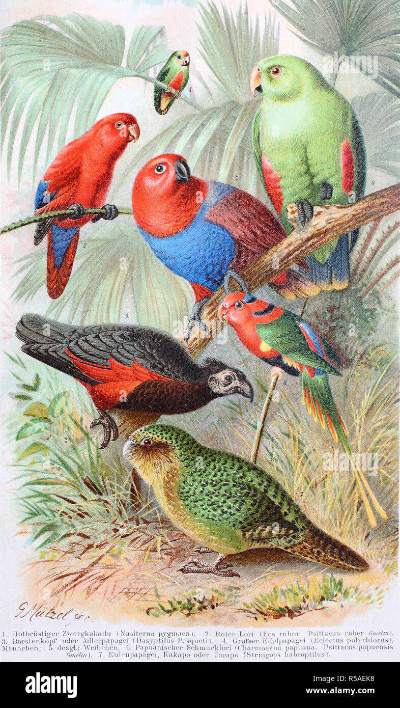 Historical image of various parrots, Nasiterna pygmaea, Eos rubra, Dasyptilus pesquete, Eclectus polychlorus, Charmosyna papuana Stock Photo