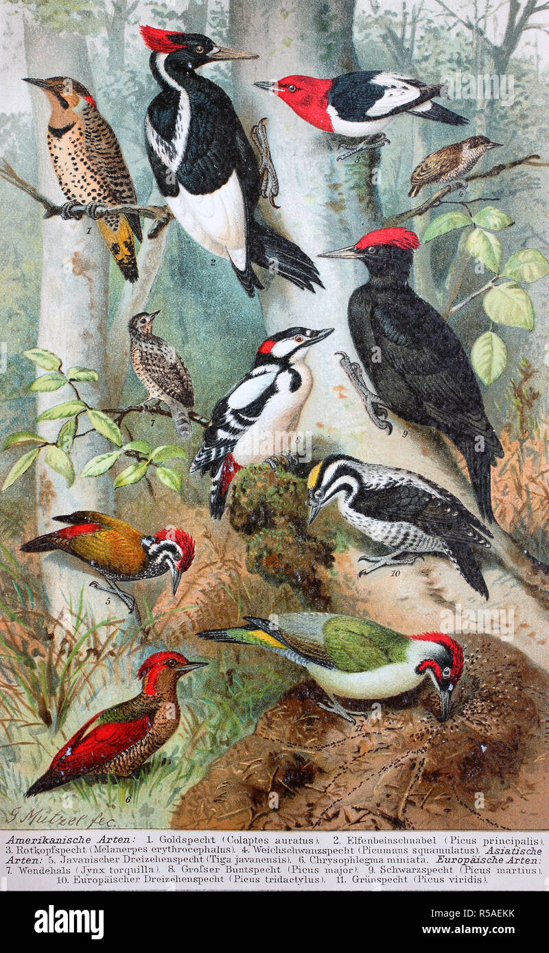 Picus Origin Picus principalis hi-res stock photography and images - Alamy