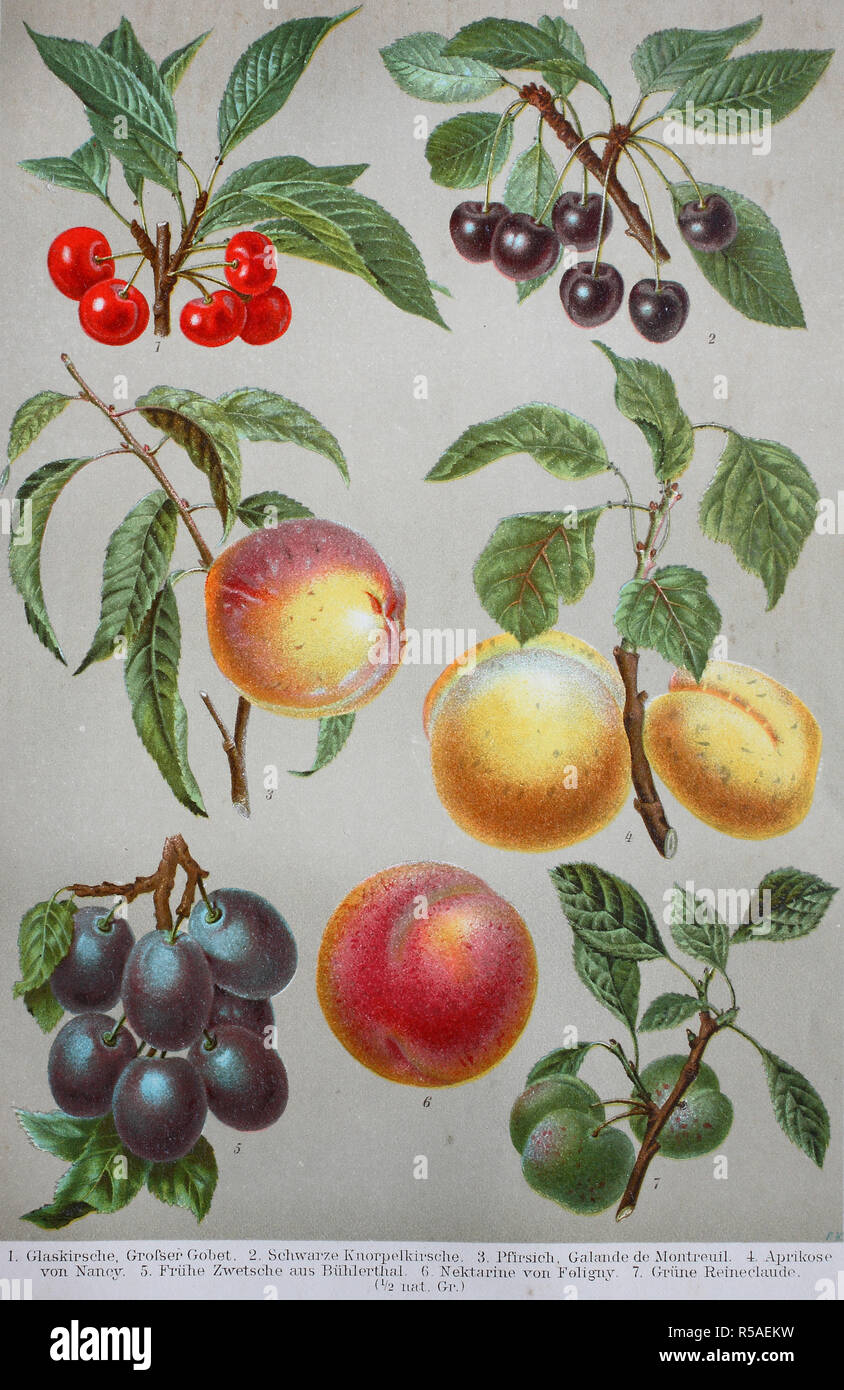 Historical image of various fruits, cherry, peach, plums, nectarine