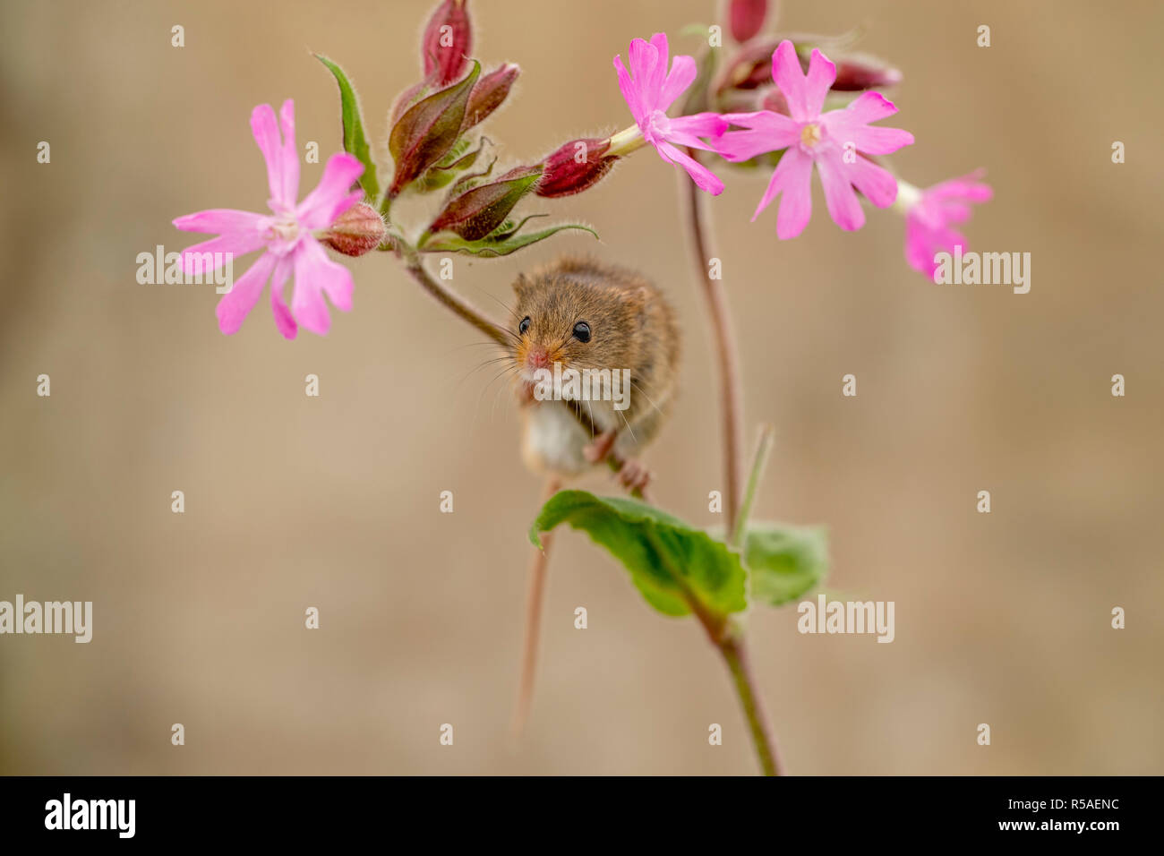 Harvest Mouse; Micromys minutus Single on Campion UK Stock Photo