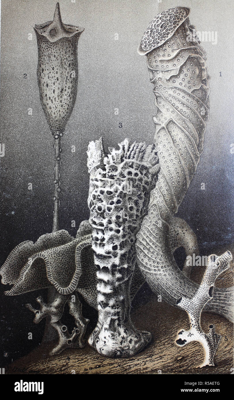 Historical image of Hexactinellid sponges, glass sponges. Euplectella aspergillum, Hyalonema thomsoni, Lefroyella decora Stock Photo