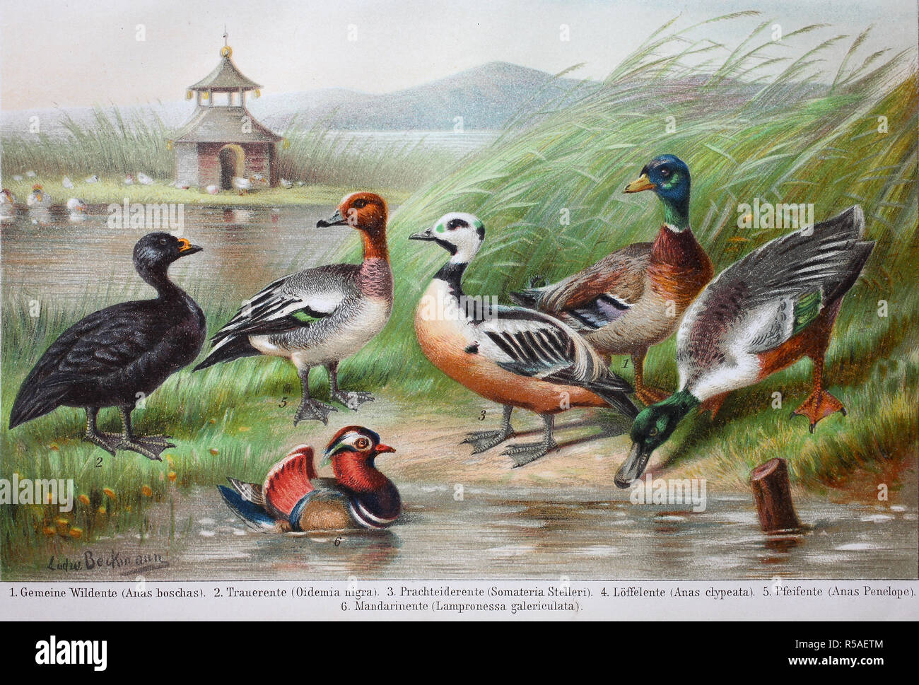Historical images of ducks, Anas boschas, Oidemia nigra, Somateria Stelleri, Anas clypeata, Anas penelope Stock Photo