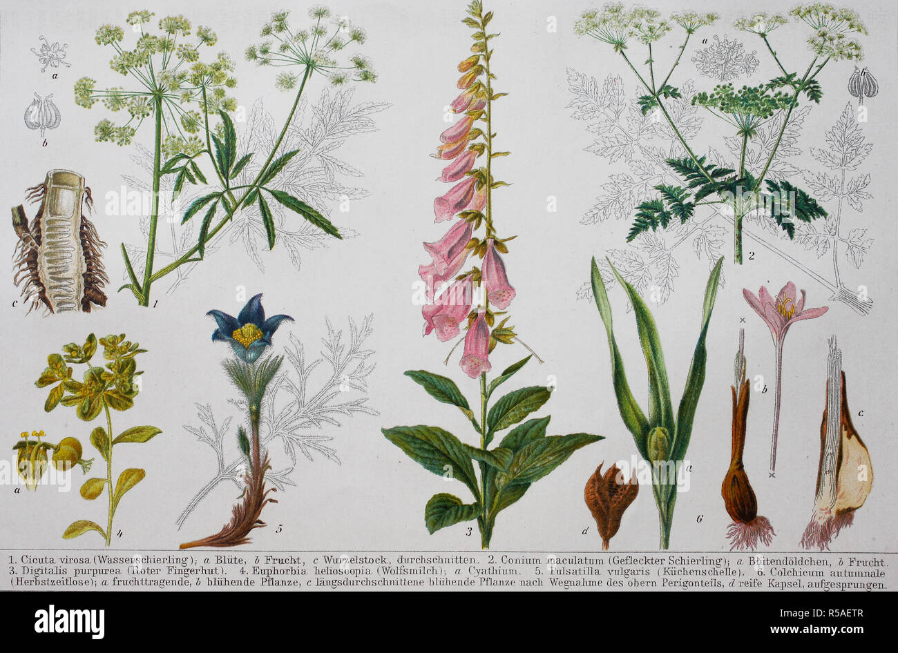 Historical image of various poisonous plants: Cicuta, Conium maculatum, Digitalis, Euphorbia, Pulsatilla, Colchicum, 1890 Stock Photo