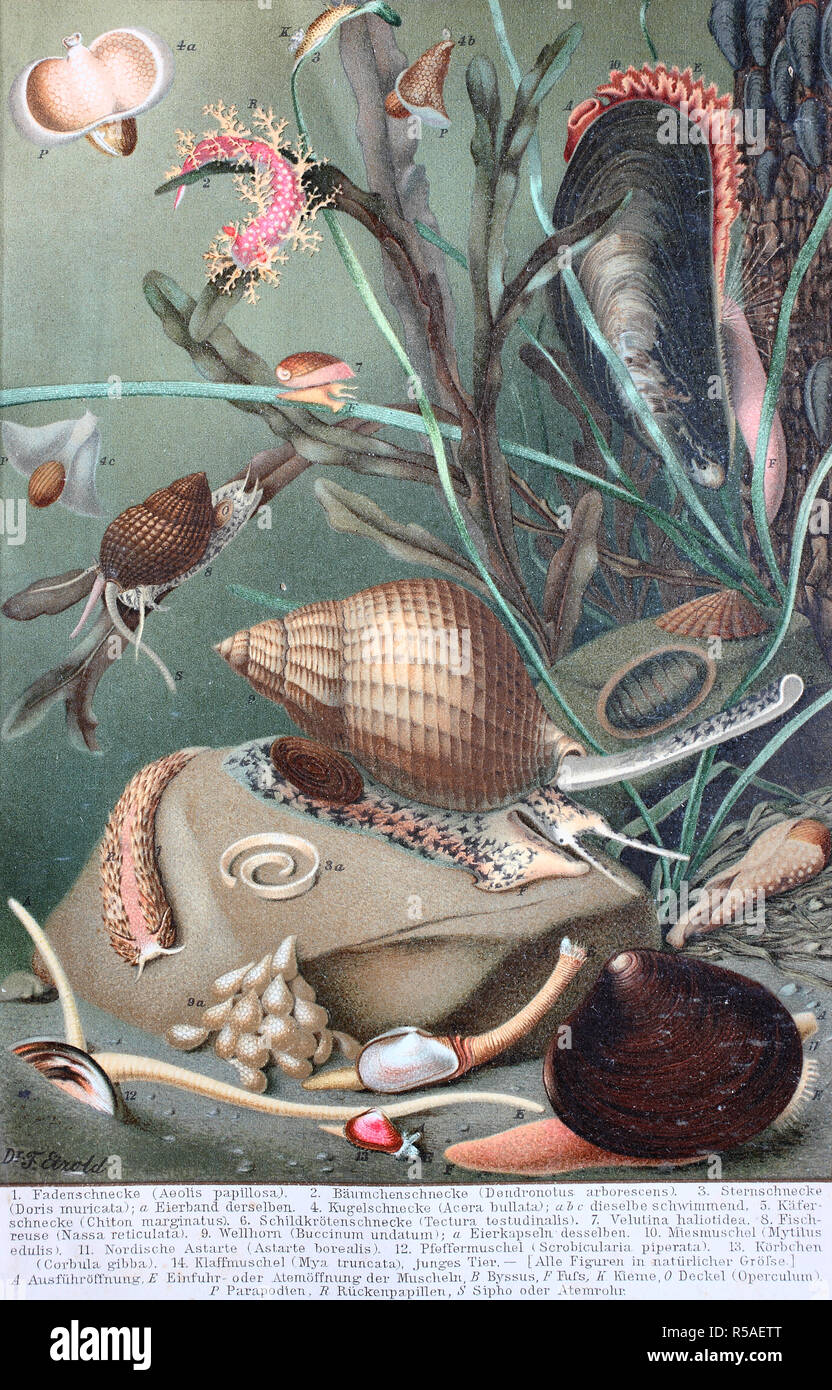 Historical image of various molluscs or mollusks, 1890, Germany Stock Photo