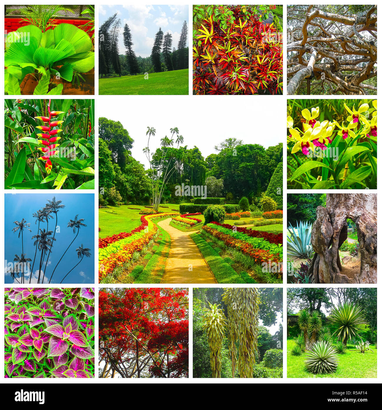 Royal Botanical garden Peradeniya. Sri Lanka Stock Photo - Alamy