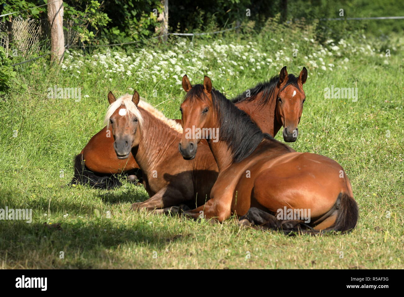 horses in a meadow Stock Photo