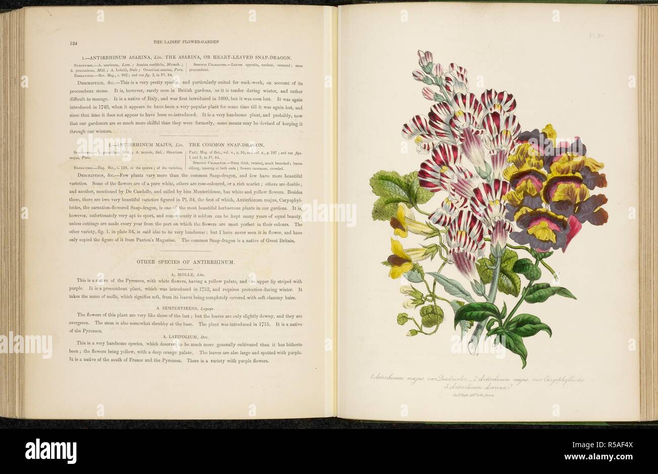 Antirrhinum Majus, lin. The common snap-dragon.  Text and colour botanical plate of a flowering plant. The ladies' flower-garden of ornamental perennials. London, 1843-44. Source: 722.l.6 plate 84. Language: English. Stock Photo