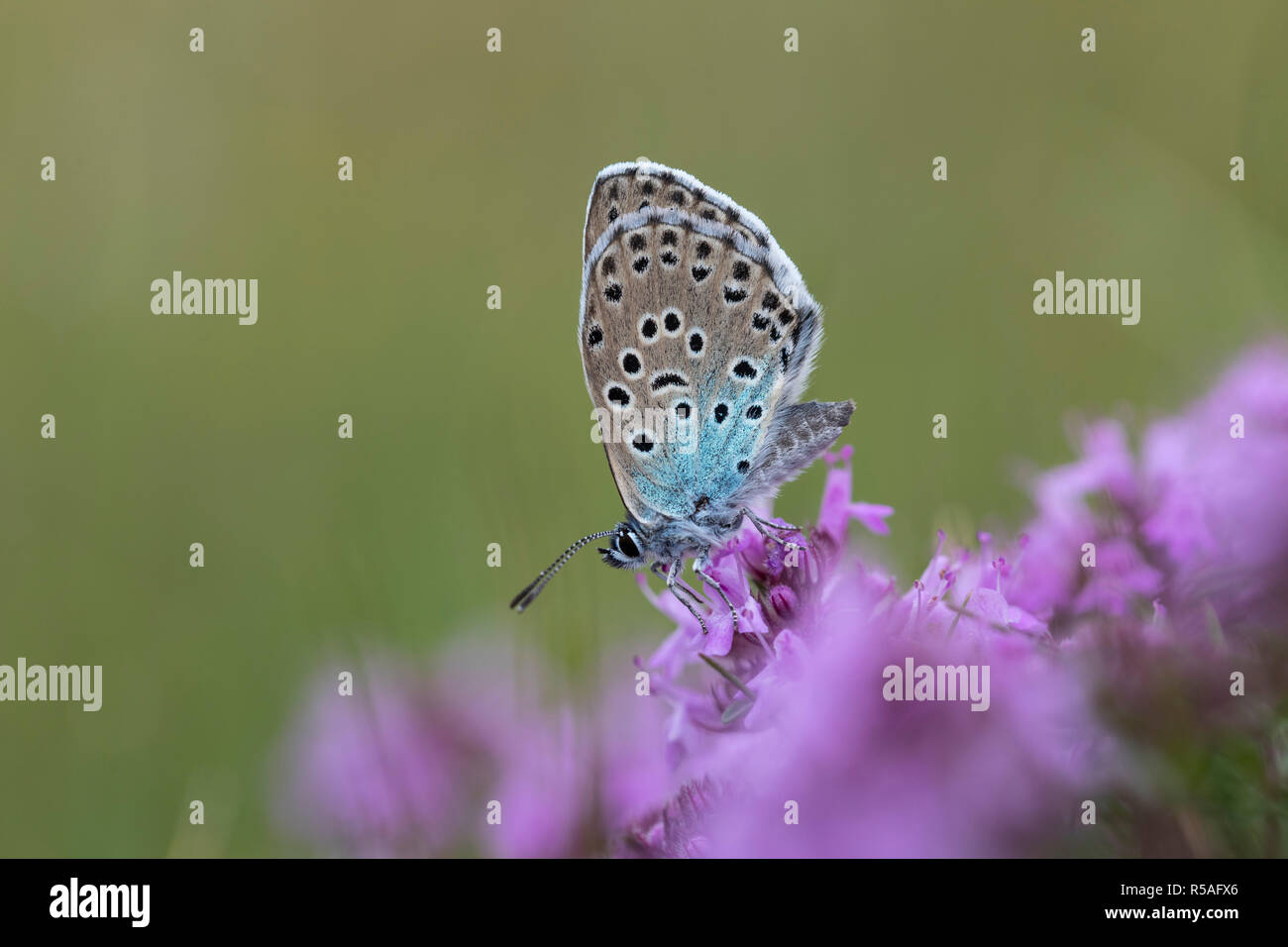 Large Blue Butterfly; Phengaris arion Single Female on Wild Thyme Somerset; UK Stock Photo