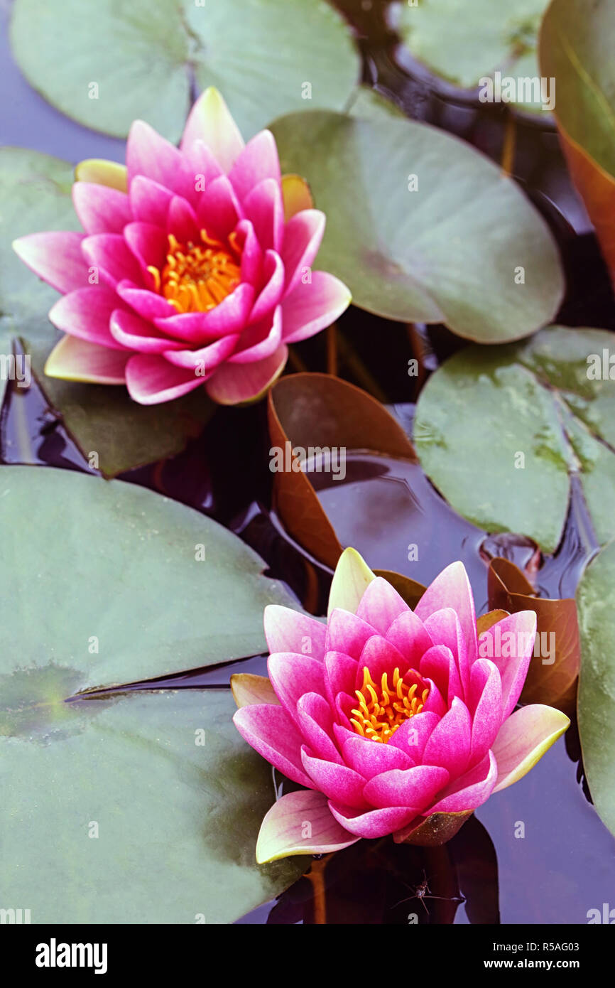 two water lilies are blooming in the garden pond Stock Photo Alamy
